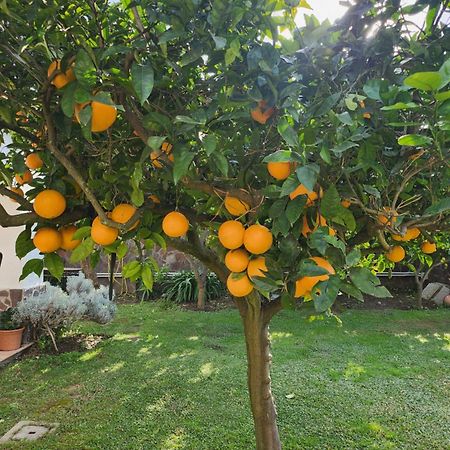 卡斯特沃托诺La Limonaia别墅 外观 照片